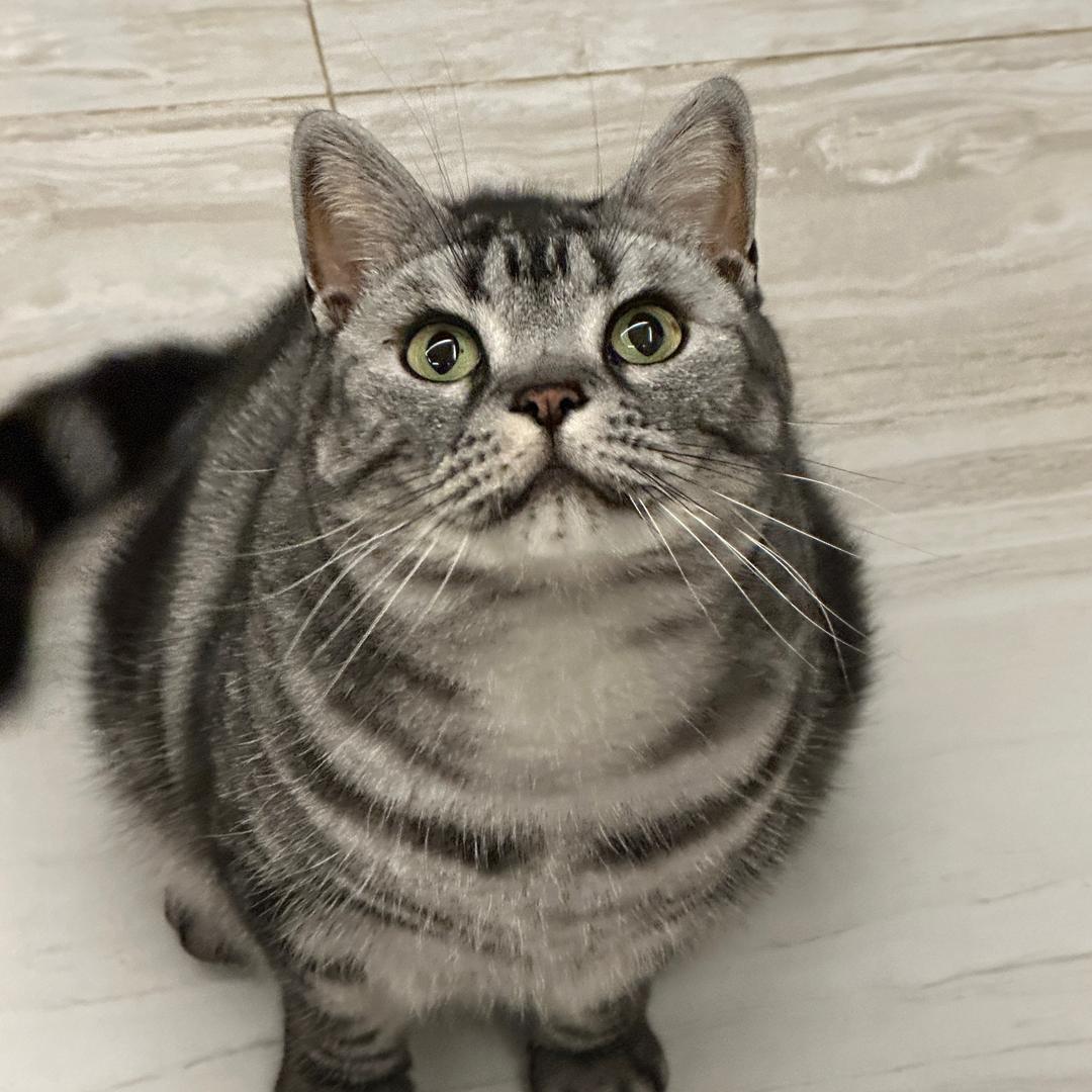 猫哆哩的一天到晚