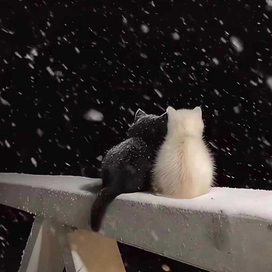 ღ᭄ꫛ雪见_甜甜💕