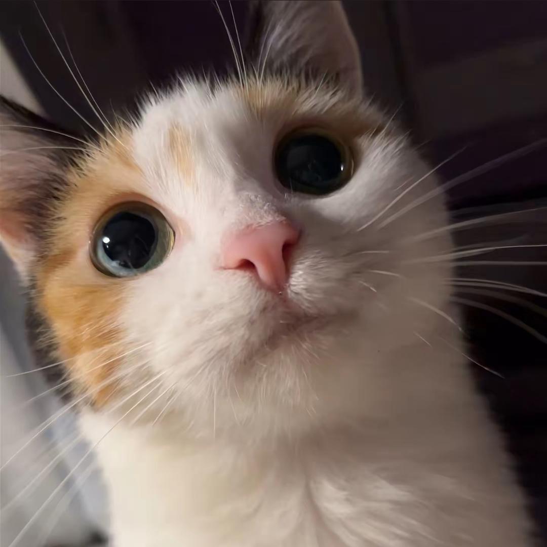 哈基米南北绿豆