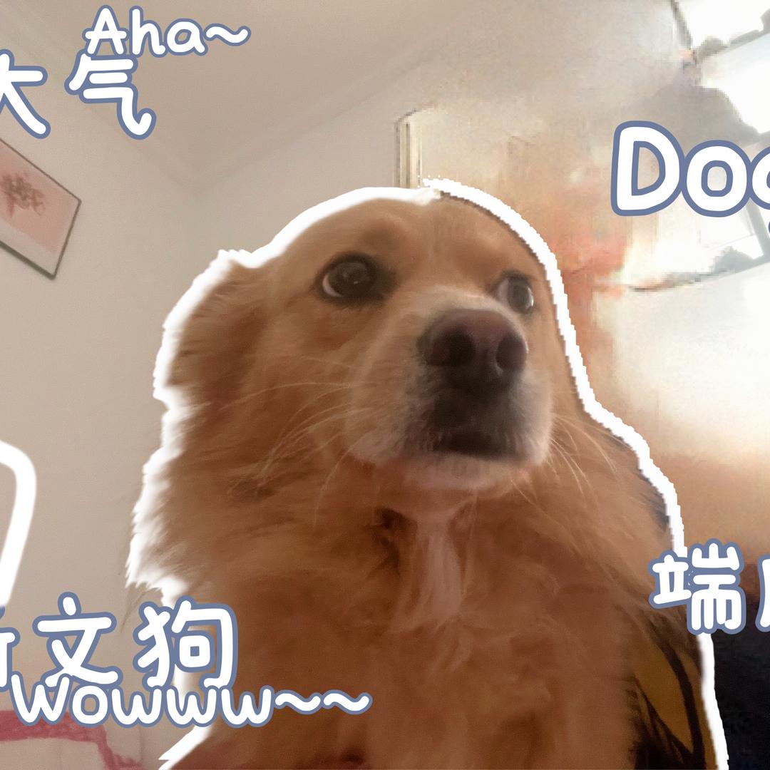 板板小
