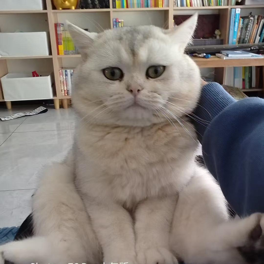 糯米猫😺