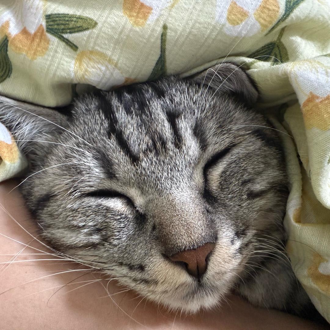 Dollar 的拼豆世界（养成中