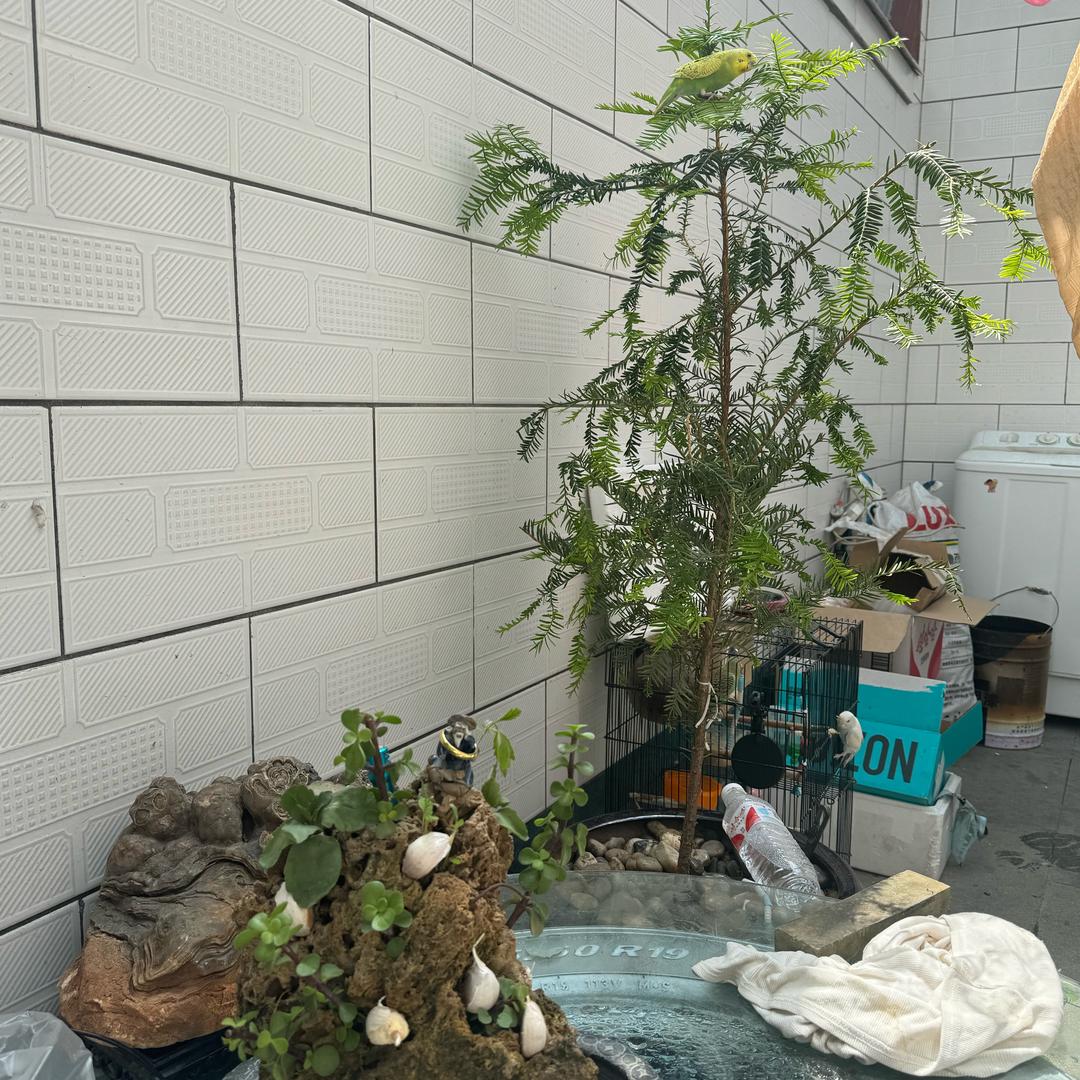 明天的明天会怎样