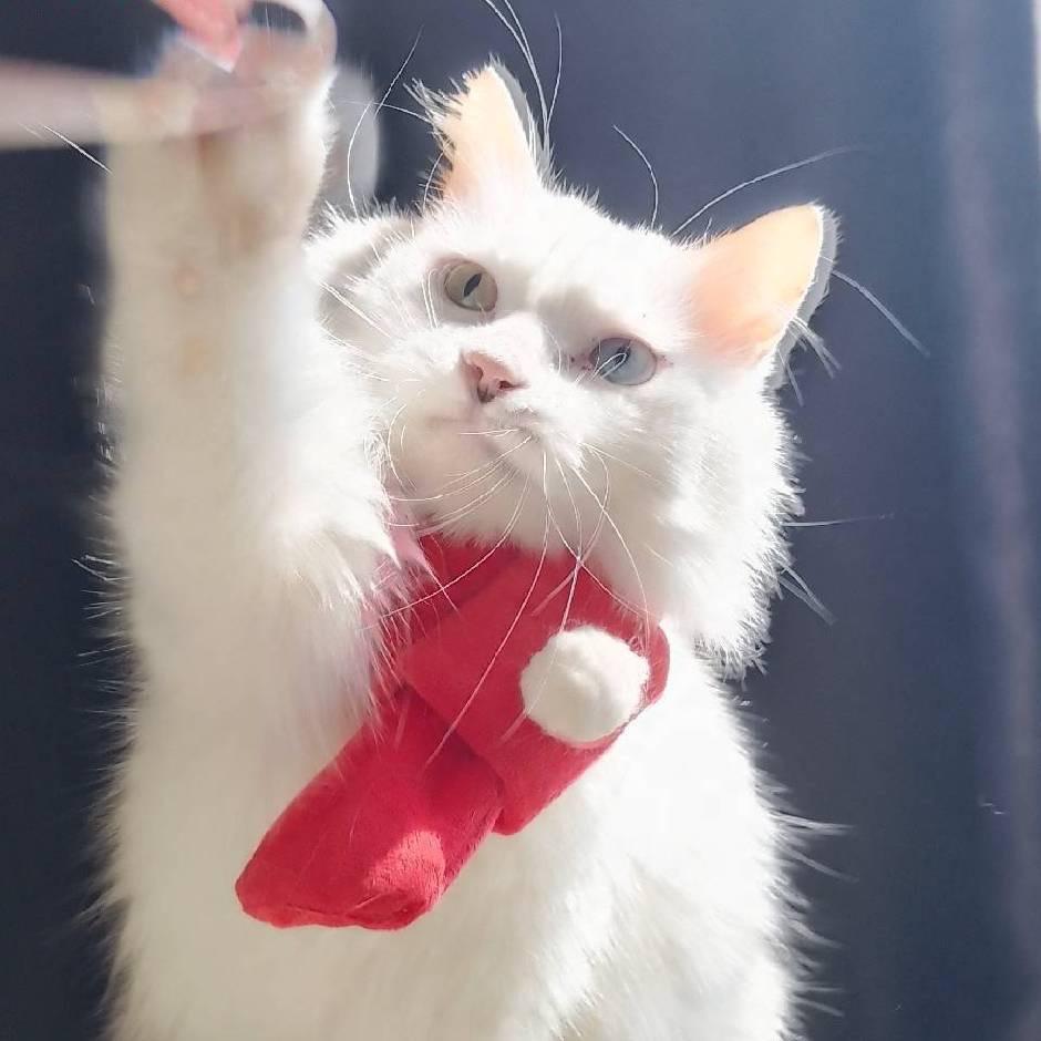 伊伊爱浪浪猫