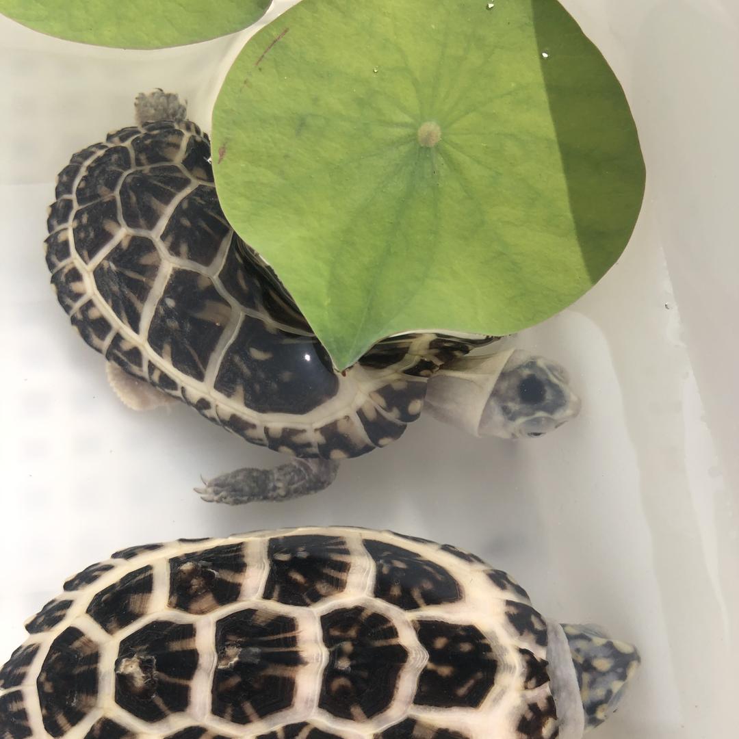 港德野养殖-龟宠