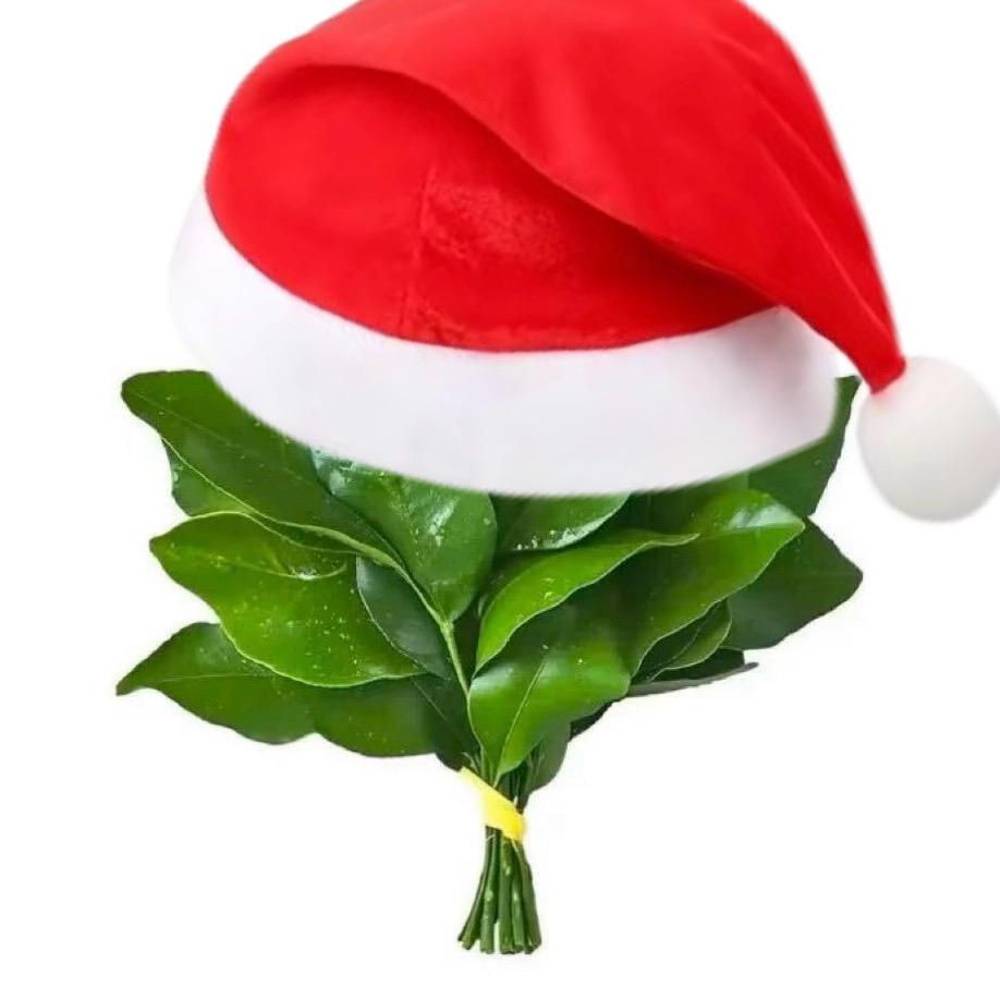 小庞要好好睡觉🎸