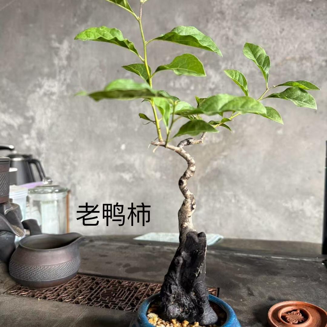 新艺绿植