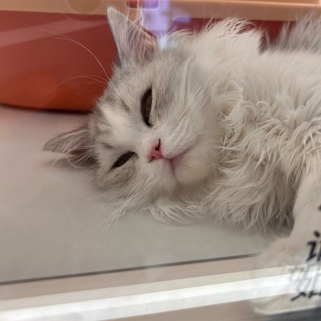 一个七七（养成系）