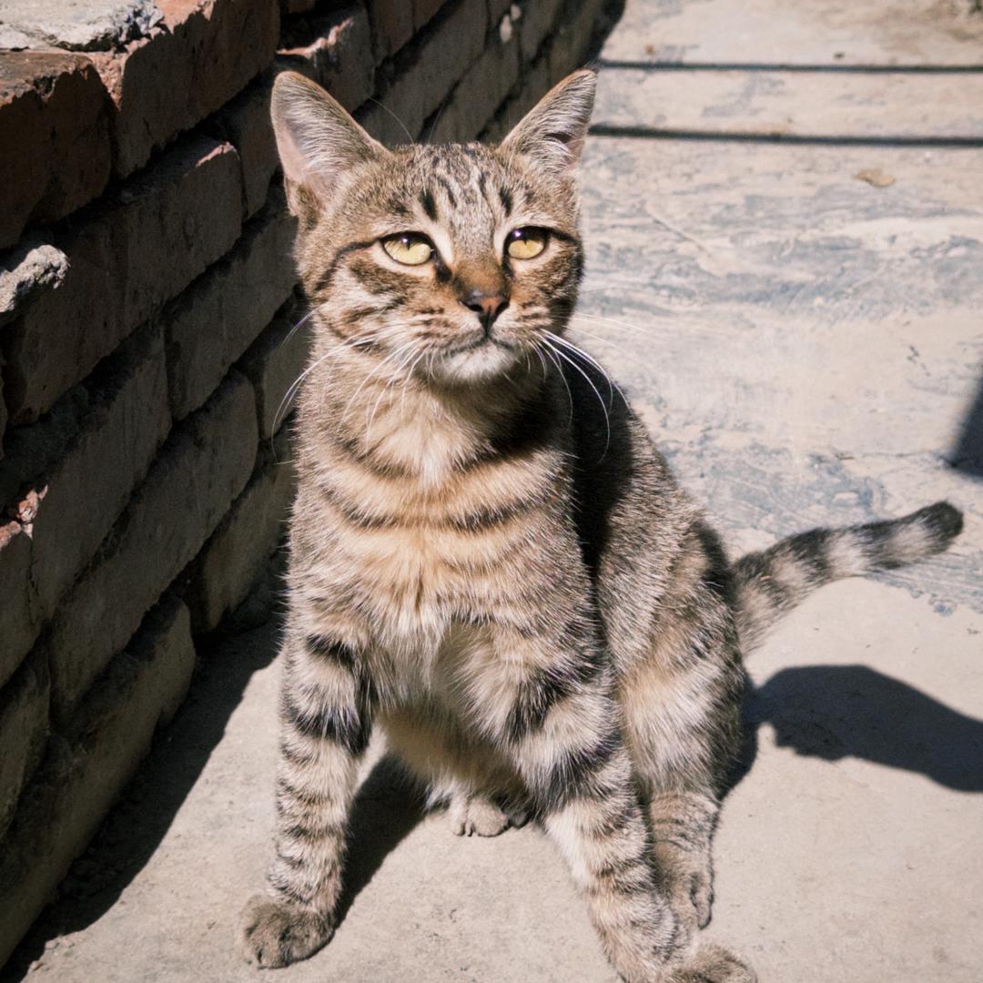 香蕉鸡蛋三明治
