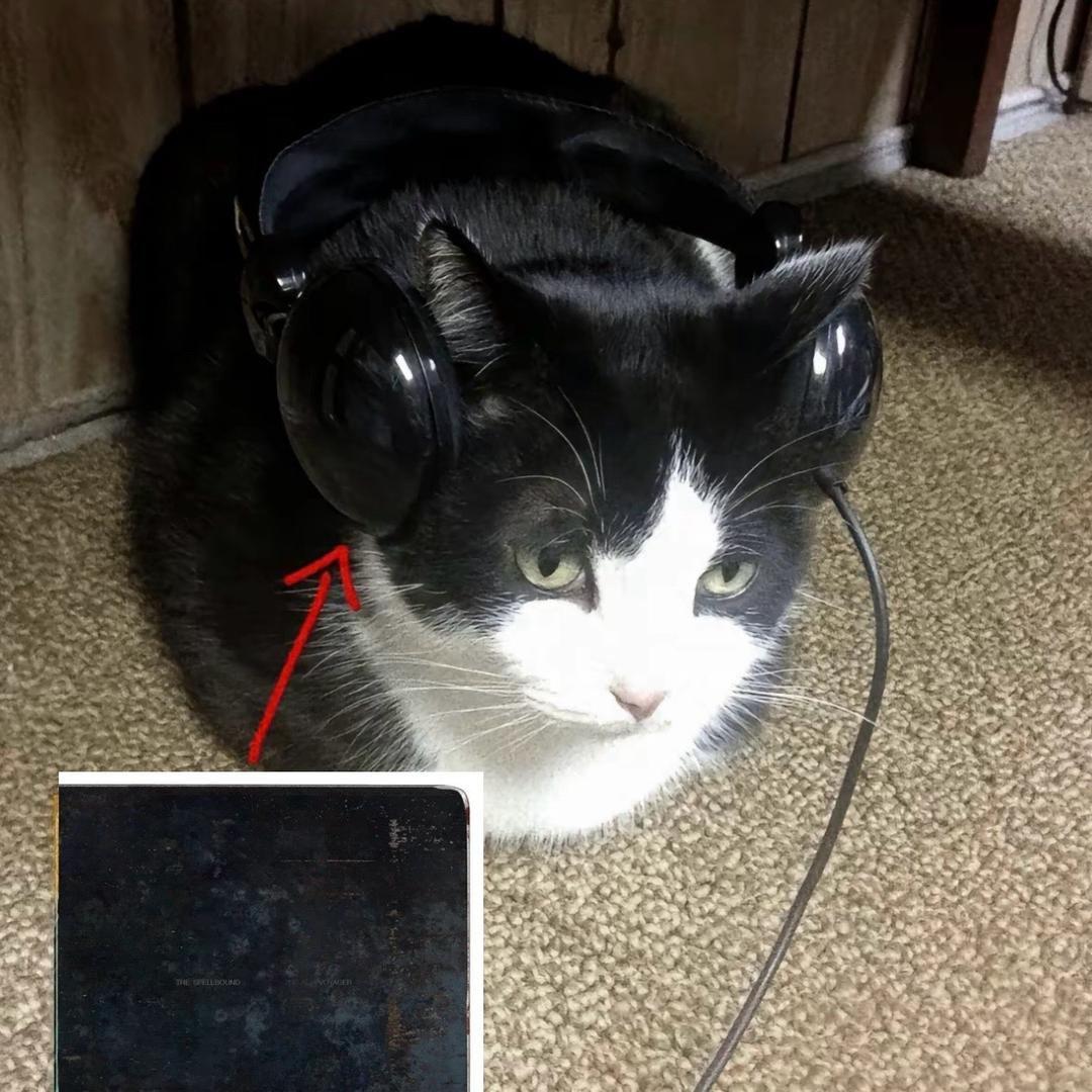 猫飼穷尺🐾