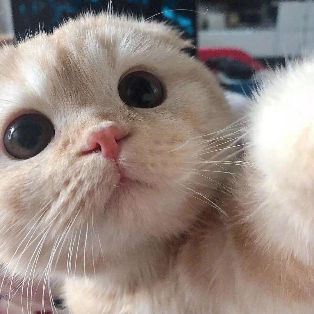 111龙龙龙
