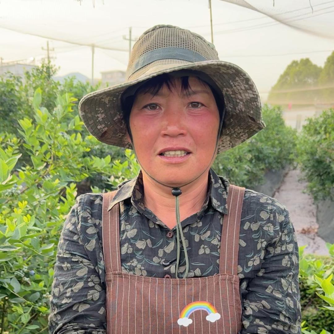 天台白鹤福泉蓝莓种植园