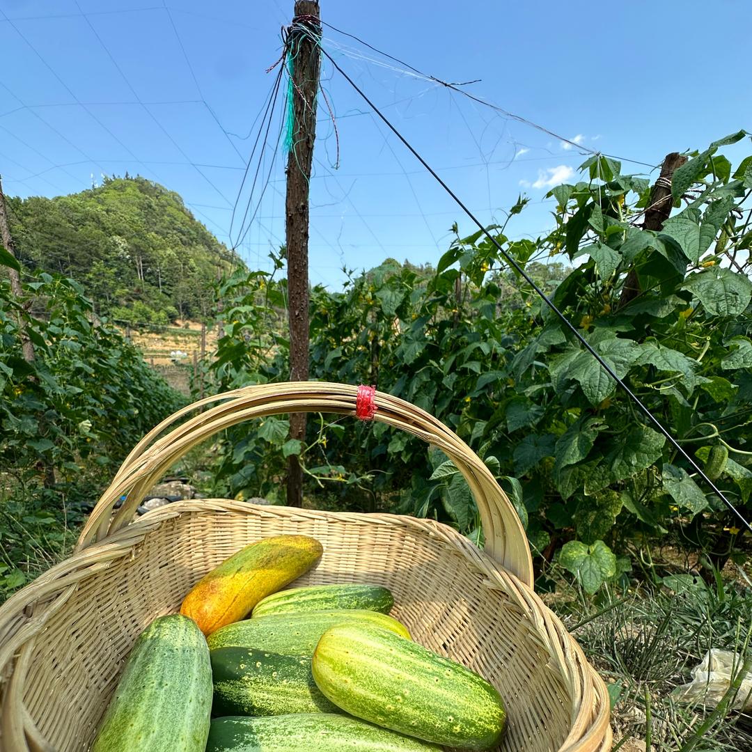 亚临甄选农产品