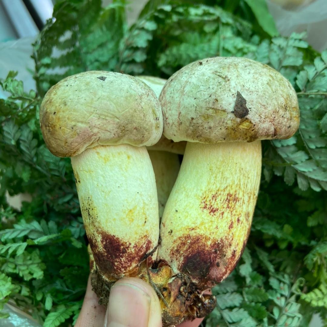 等等菌菇山货