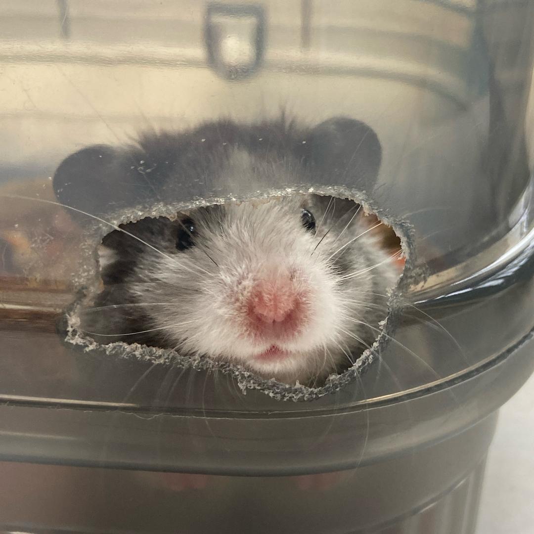 糯米.🐭