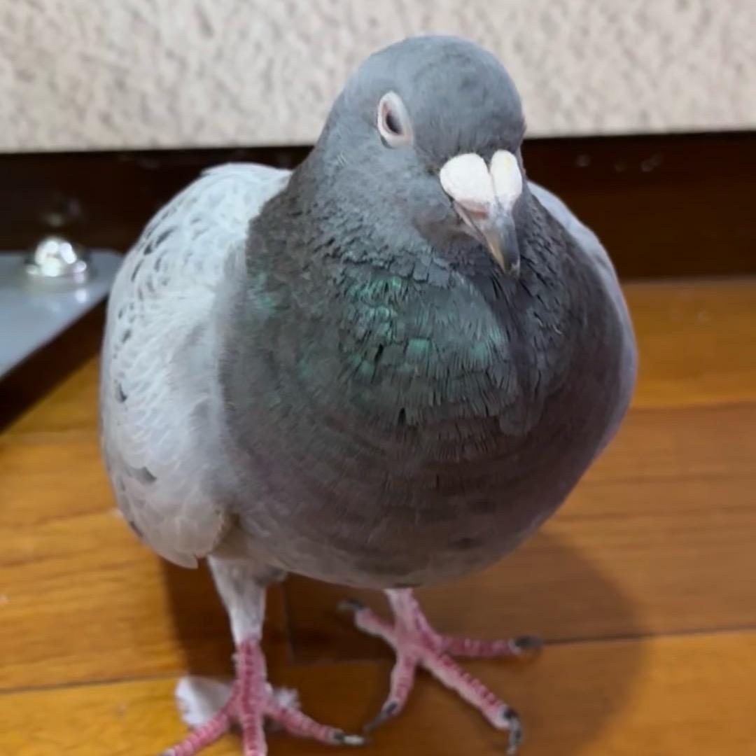 一路高鸽