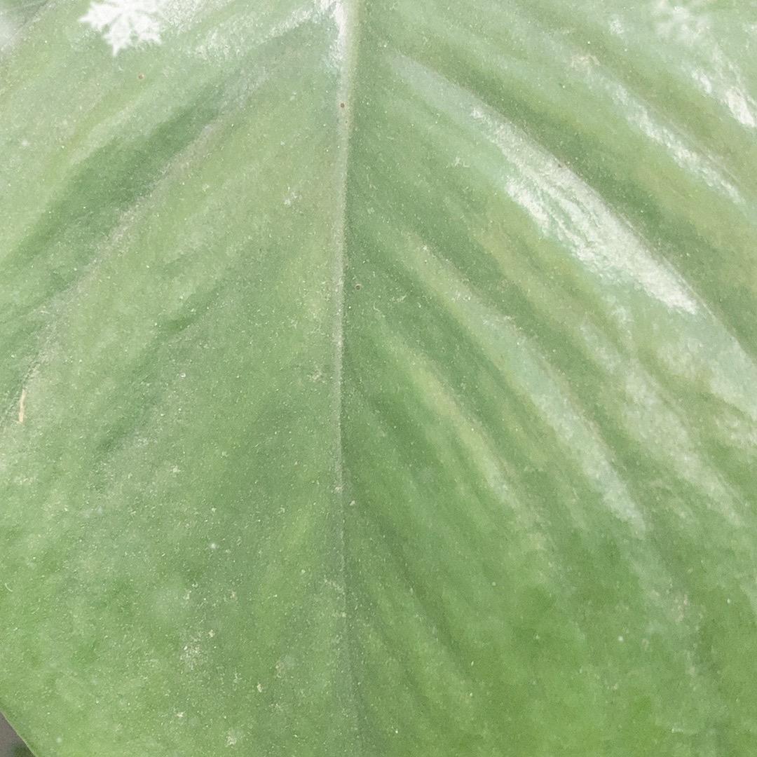 随波逐流，