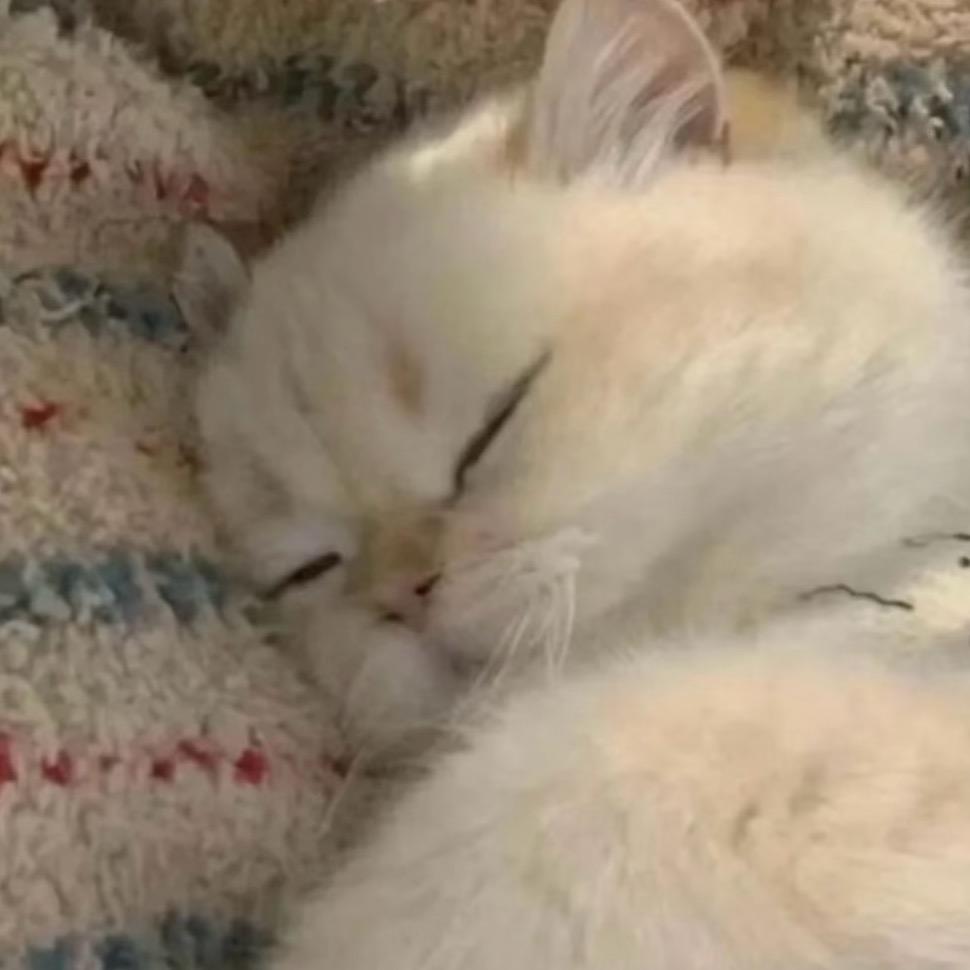 ⸜·𝓒 小朋友z̷y̷·つ♡⊂