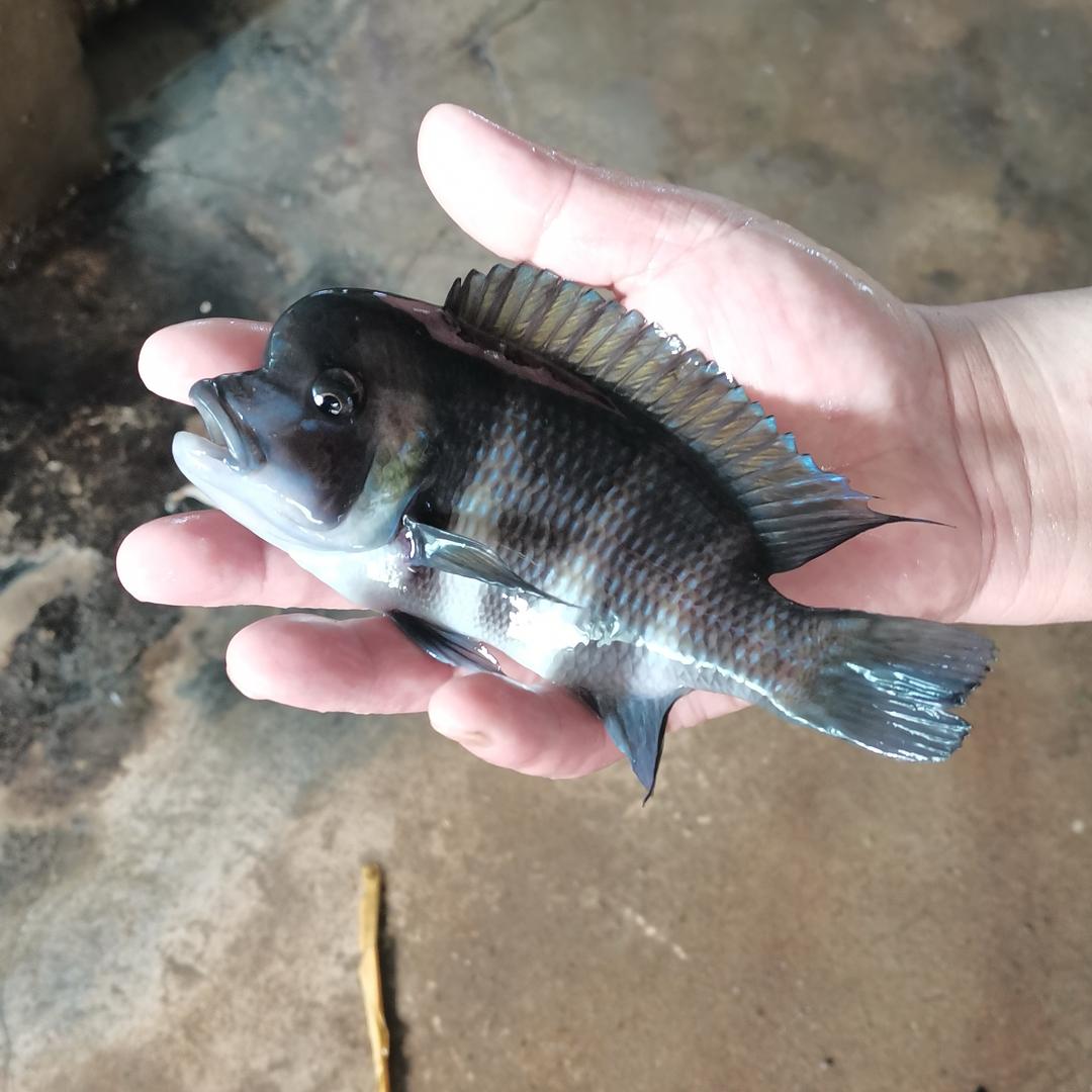 西荒地三湖慈鲷鱼场