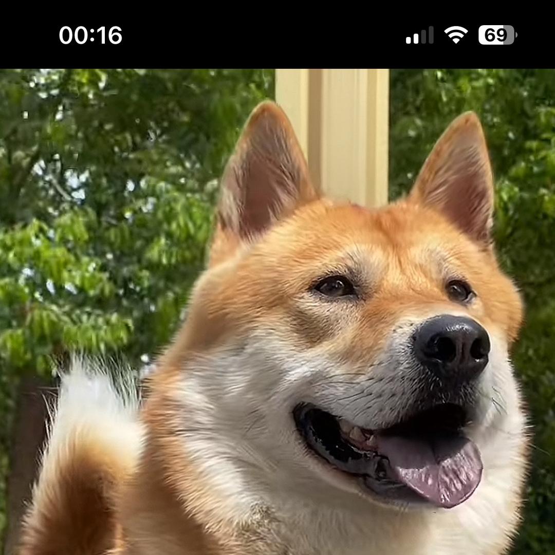 广西卡特中华田园犬