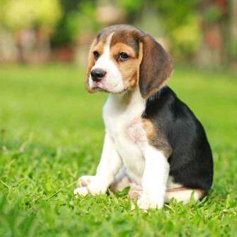 比格犬龙头繁育基地