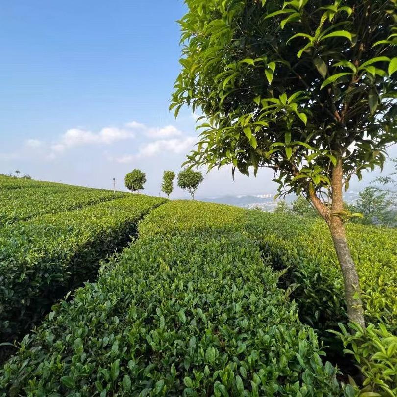 闽池茶叶