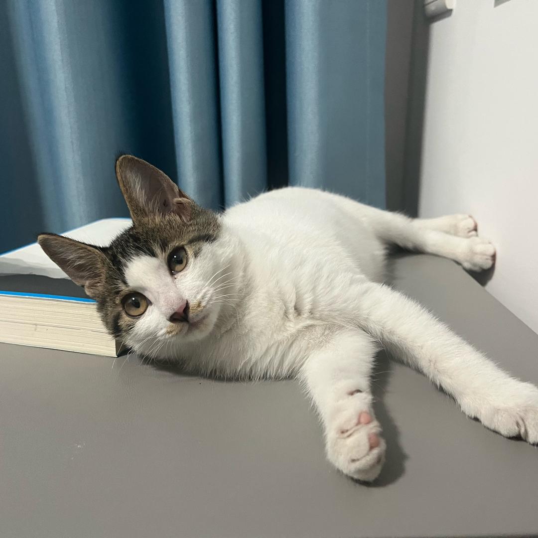 毛豆是个🐱