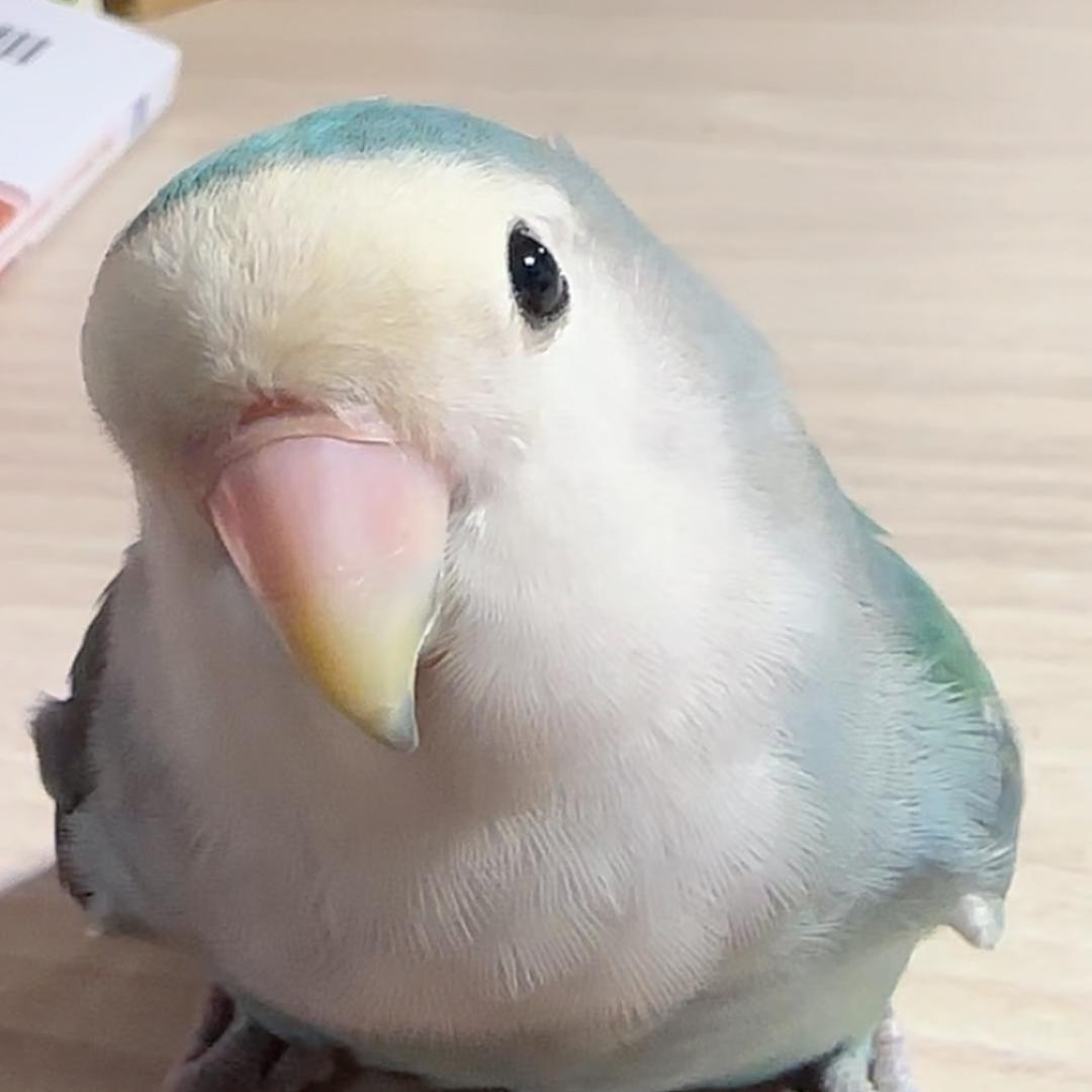 咕咕家族（电子小鸡）