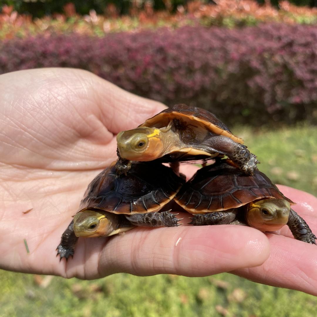 DQ悦奥银安缘龟养殖基地