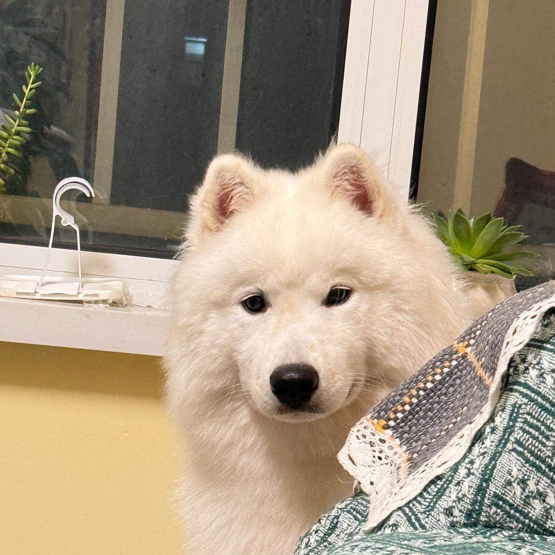 芽儿大王