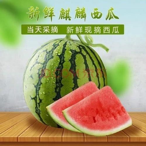 A %小冯  麒麟美都西瓜（产地直销）