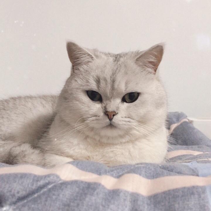 喵咪小子