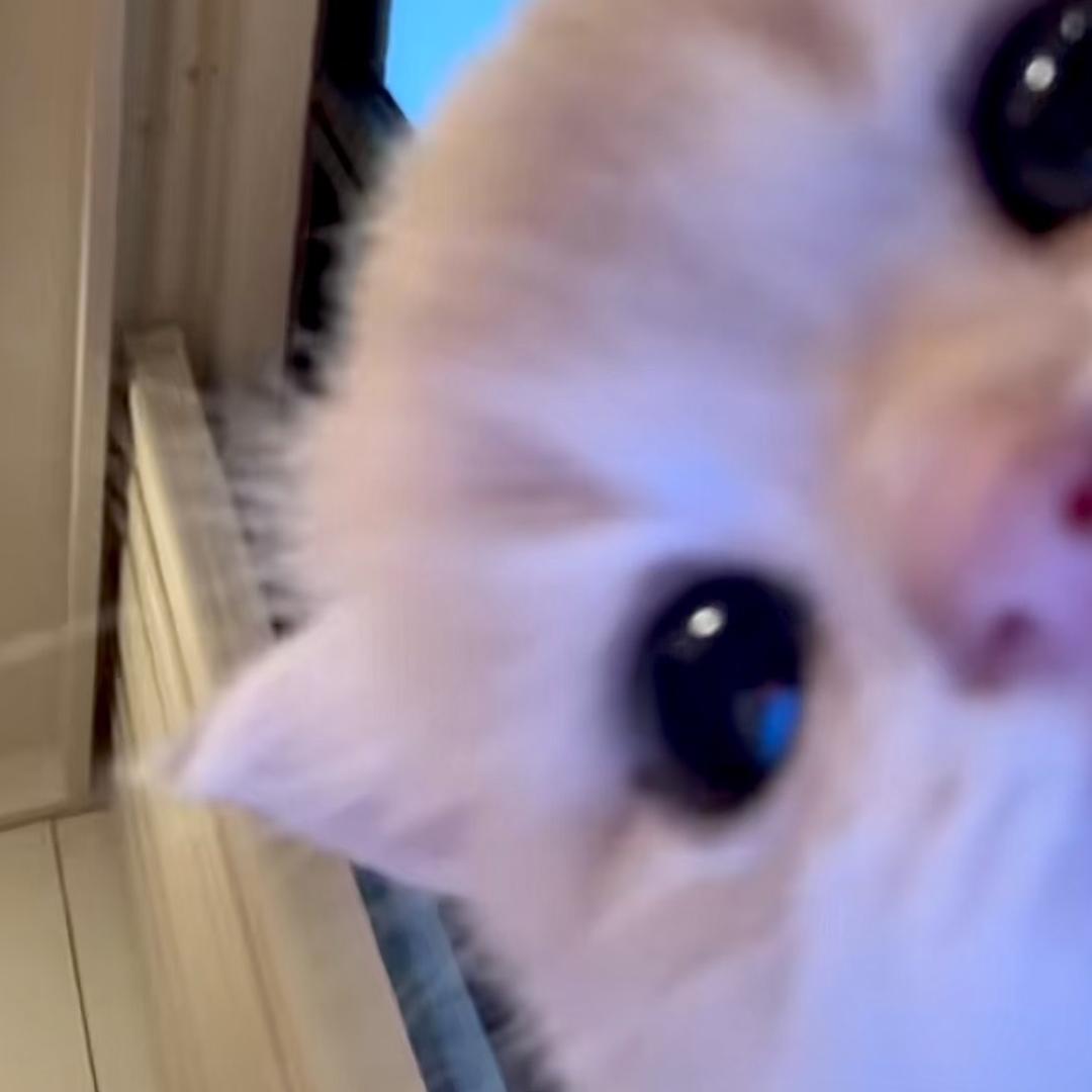 孤独的狼