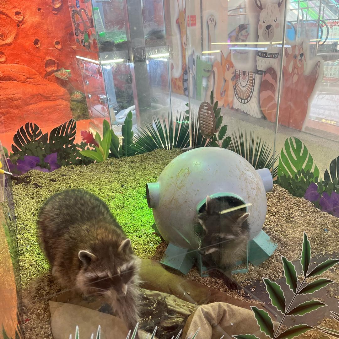 西安萌呀神兽营地-楠楠