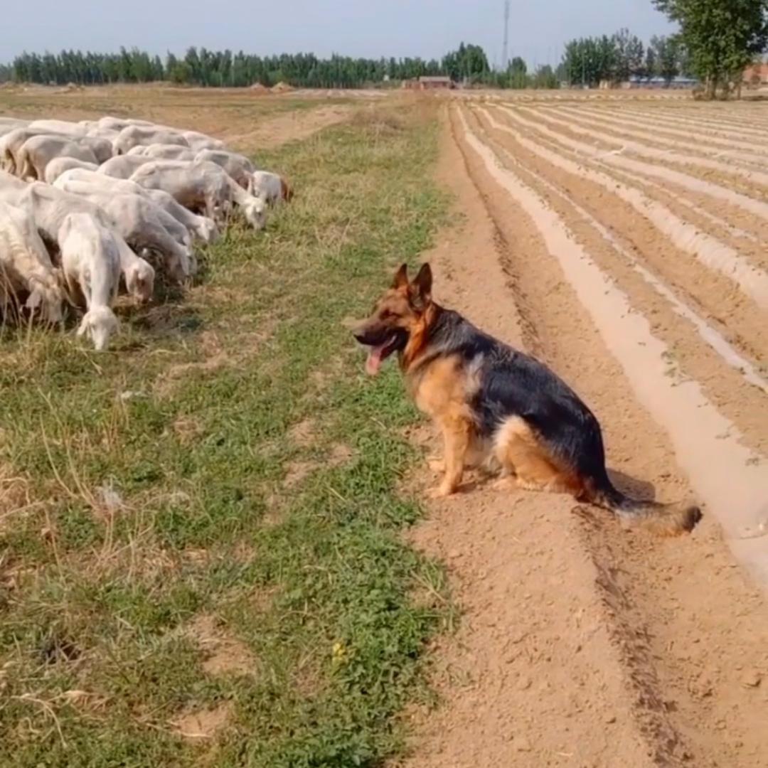 工作犬繁育基地