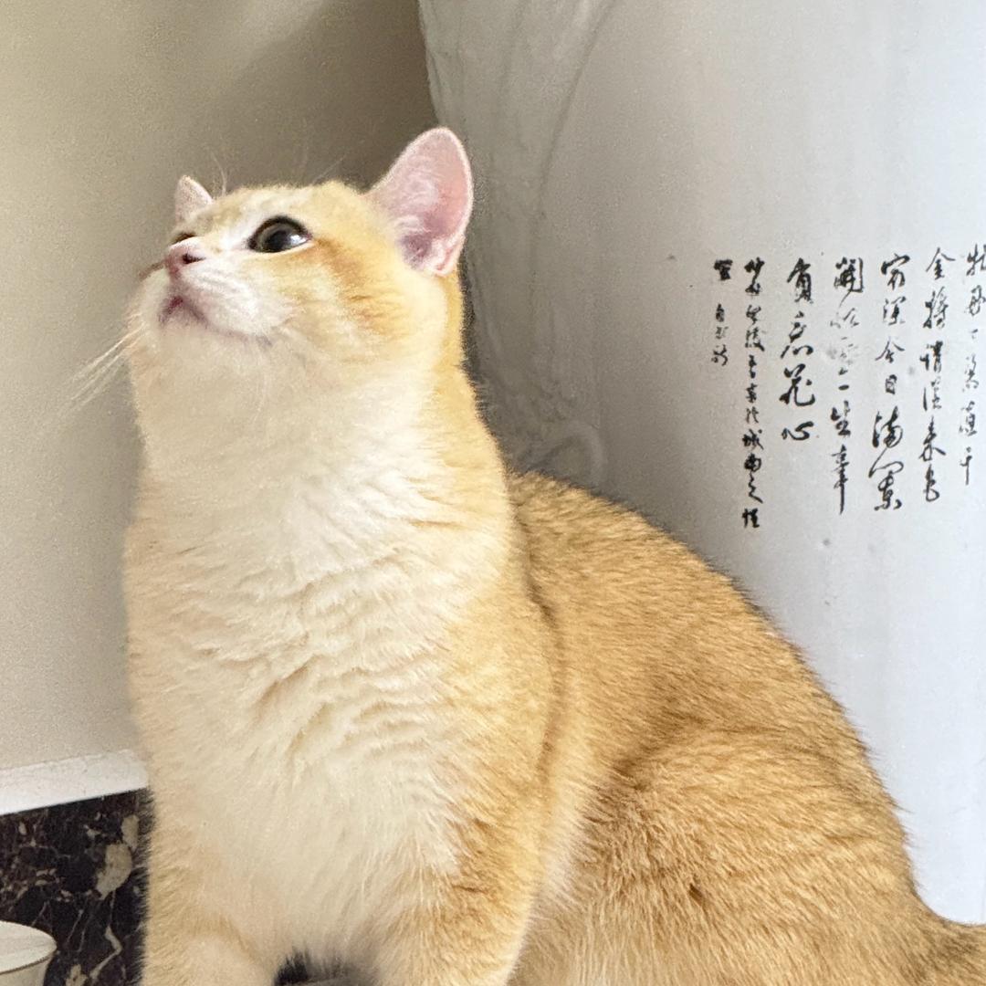 来福来福喵
