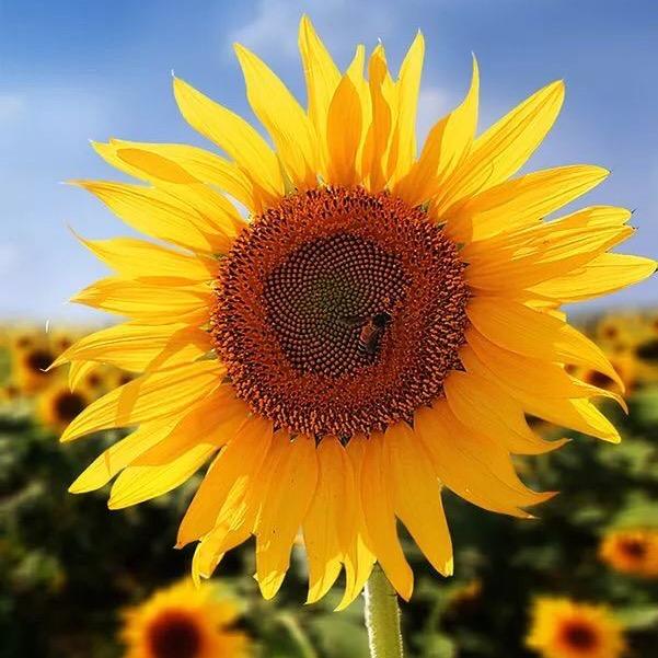 向日葵🌻