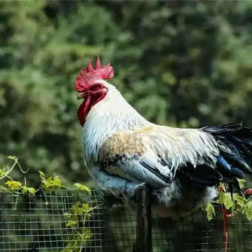 臻好养珍禽基地