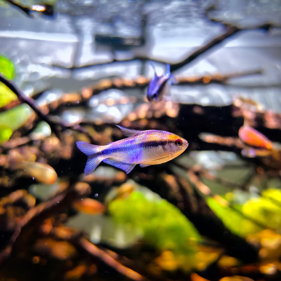 小叶的养🐟日记