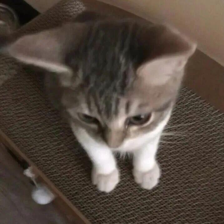 非非非非常可爱的猫猫12138