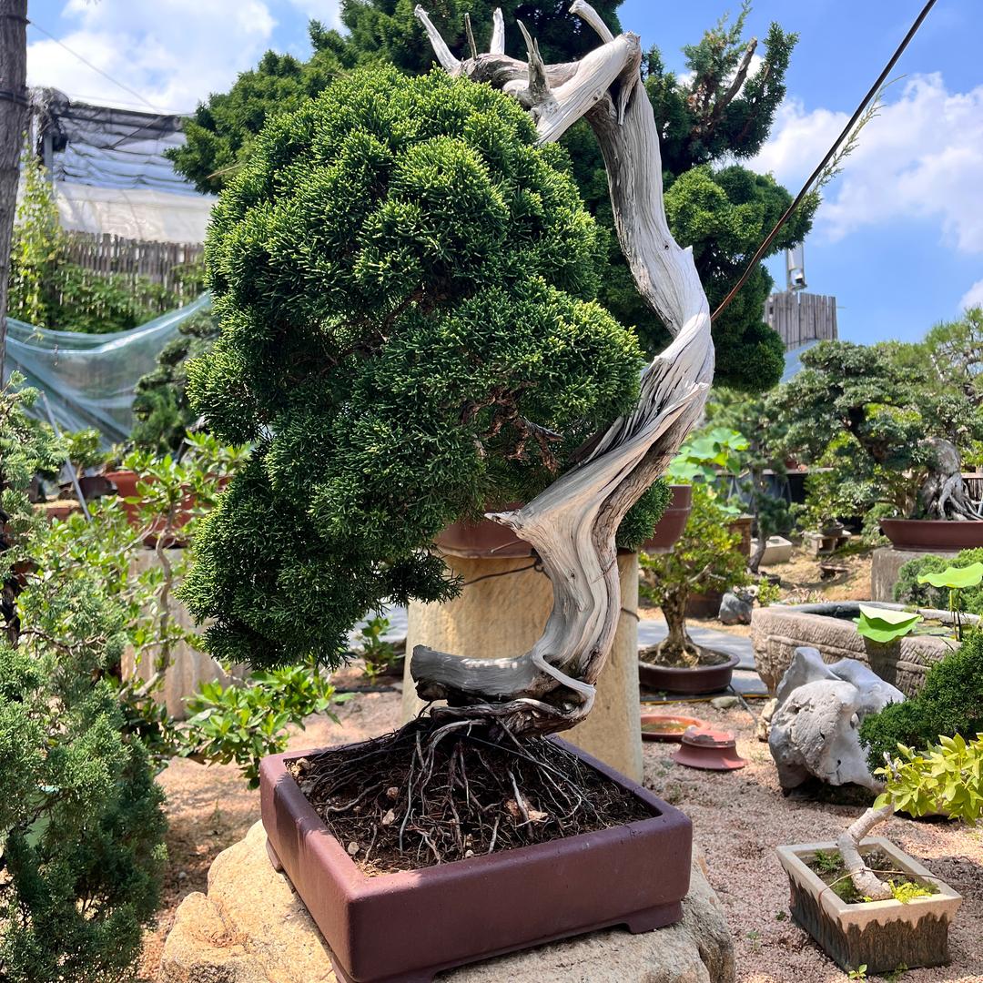 沐远盆景