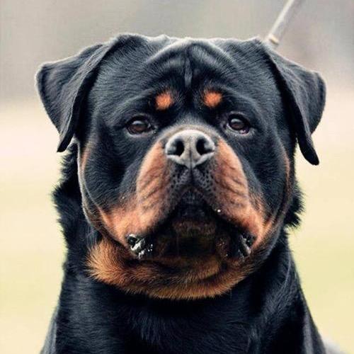 名图犬舍-大江罗威纳