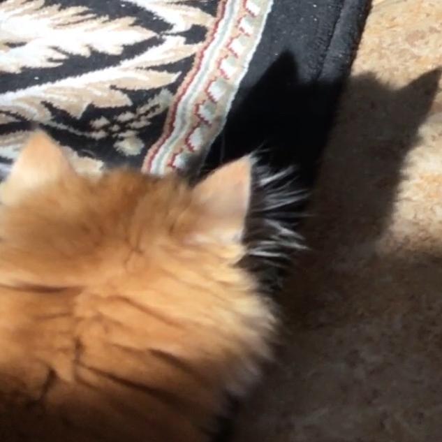阿荔鱼🐾
