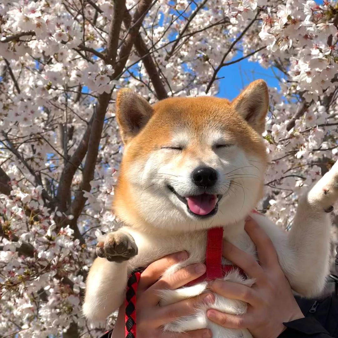 柴犬墩墩