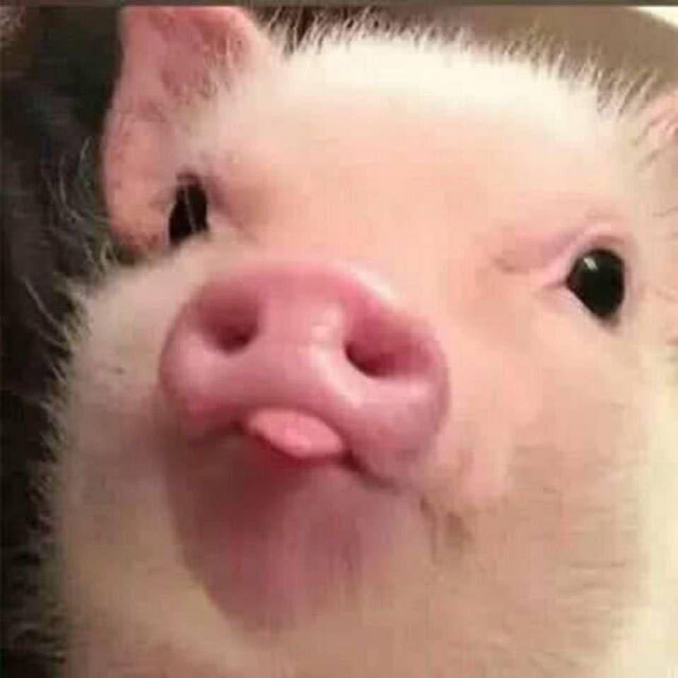 喂猪儿
