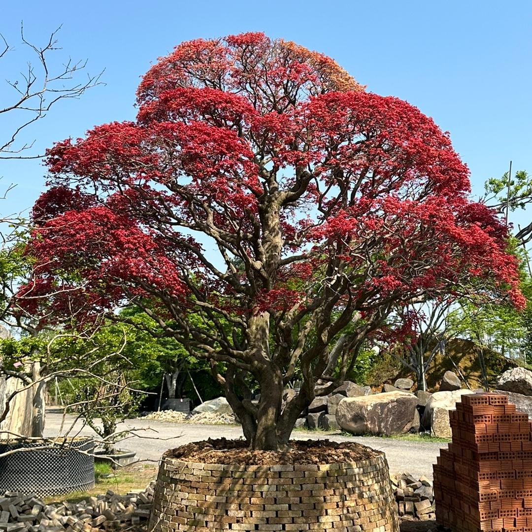 世轩庭院植物小潘
