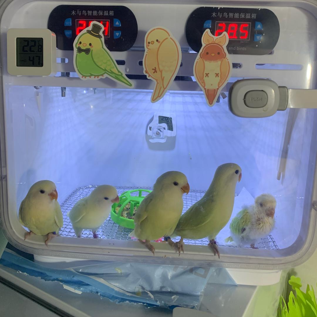 老何🧔‍♂️