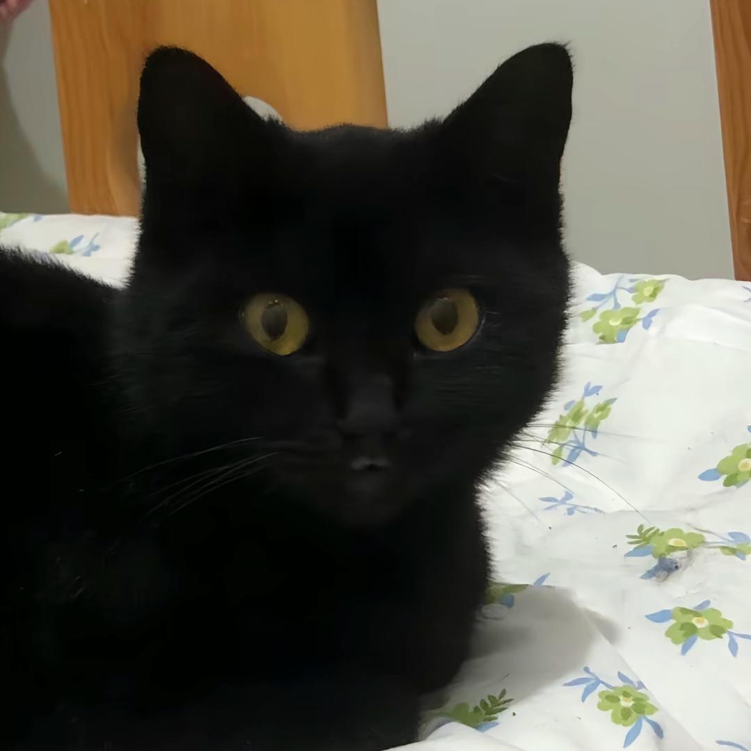一根猫条子