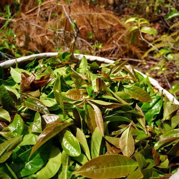 京庆号 云南源头普洱茶