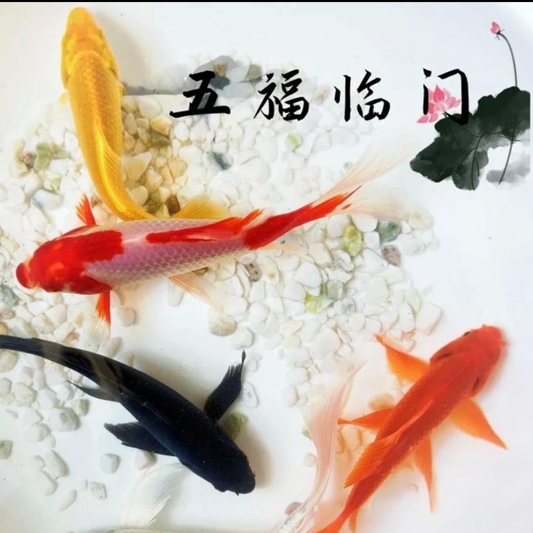 @来来往往收藏刀具店